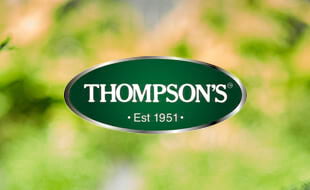 Thompsons